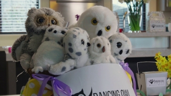 Embedded thumbnail for Ava & Her Owls